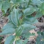 Sarcococca ruscifolia Altro