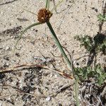 Juncus capitatus Hábito