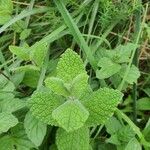 Mentha × rotundifolia Leht