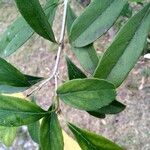 Citharexylum montevidense Leaf