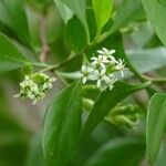 Lumnitzera racemosa Flower
