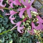 Nerine undulata Flower