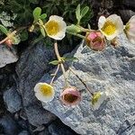 Ranunculus glacialis Hábitos