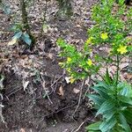 Ixanthus viscosus Flor