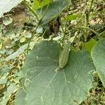 Luffa acutangula Blüte