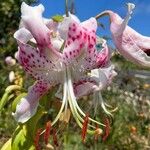 Lilium speciosum Blüte