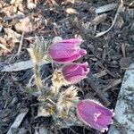 Anemone vernalis Flower