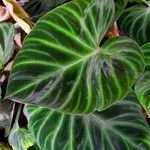 Philodendron verrucosum Blad