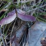 Obolaria virginica Habit