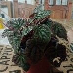 Peperomia caperata Leaf