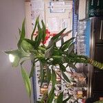 Dracaena braunii葉