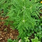 Ambrosia artemisiifolia Blatt