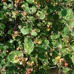 Cotoneaster zabelii ഇല