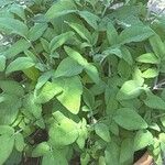 Salvia interrupta Leaf