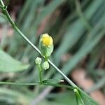 Lapsana communis 花