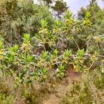 Baccharis dracunculifolia Floare
