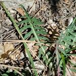 Lactuca perennis Leaf