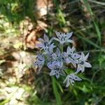 Hyacinthoides italicaKvět