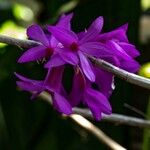 Dendrobium glomeratum Kvet