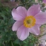 Anemone hupehensis Sonstige