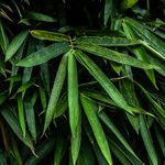 Arundinaria ragamowskii Leaf