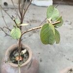 Psidium guajava Flower