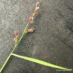 Ancistrachne numaeensis Flor