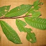 Iryanthera hostmannii 葉