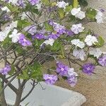 Brunfelsia uniflora花