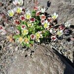 Saxifraga cespitosaFlower