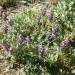 Lupinus sellulus Habit