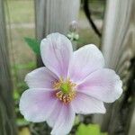 Anemone tomentosa Flor