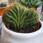 Cereus jamacaru List