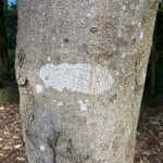 Castanospermum australe Кора