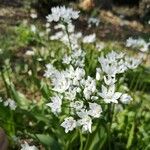 Allium massaessylum Flower