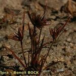 Juncus capitatus Hábito