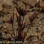 Juncus capitatus Plante entière