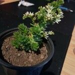 Sedum hispanicum Φύλλο