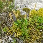 Lycopodium complanatum ഇല