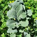 Crambe maritima Feuille