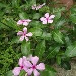 Catharanthus roseus花