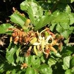 Grewia pachycalyx Blüte