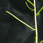 Crucihimalaya lasiocarpa Leaf