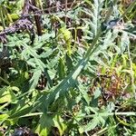 Echinops bannaticus ഇല