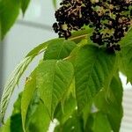 Aralia elata Yaprak