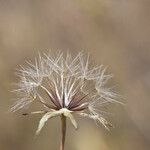 Agoseris heterophylla 果實