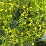 Isatis tinctoria Fleur