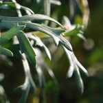 Tanacetum coccineum Leaf