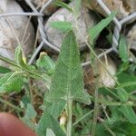 Atriplex glabriuscula 葉