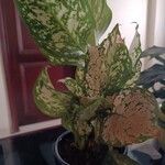 Aglaonema costatum Blatt